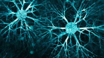 Mindfulness e regolazione del sistema nervoso