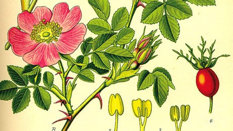 erboristeria erboristeria